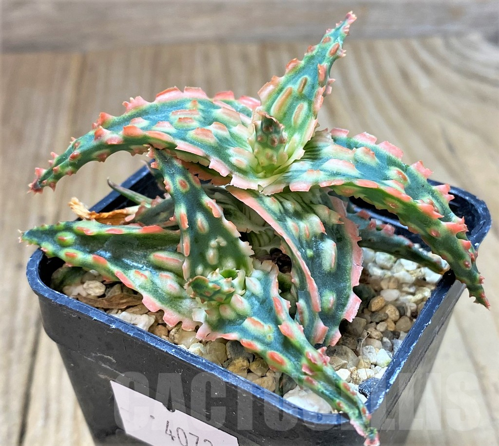 SHPR40732 Aloe TCT hybrid – Bild 3