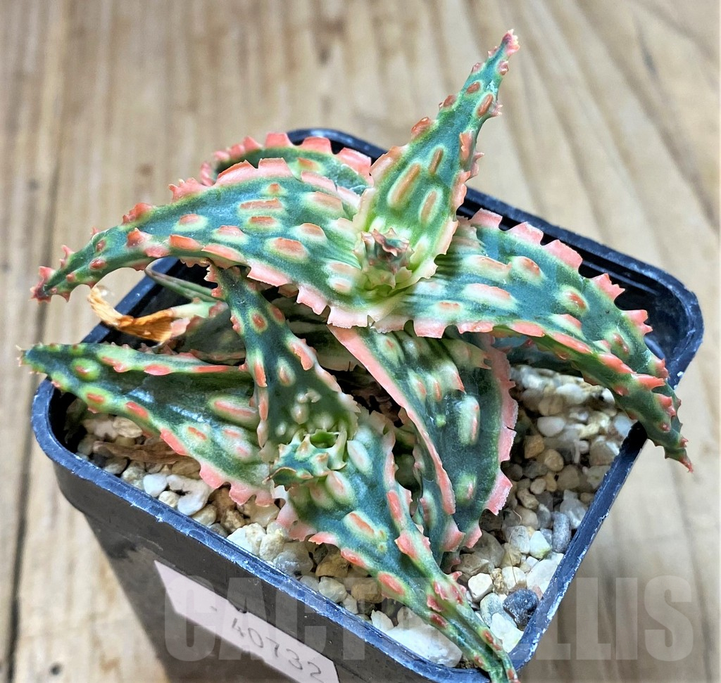 SHPR40732 Aloe TCT hybrid – Bild 2