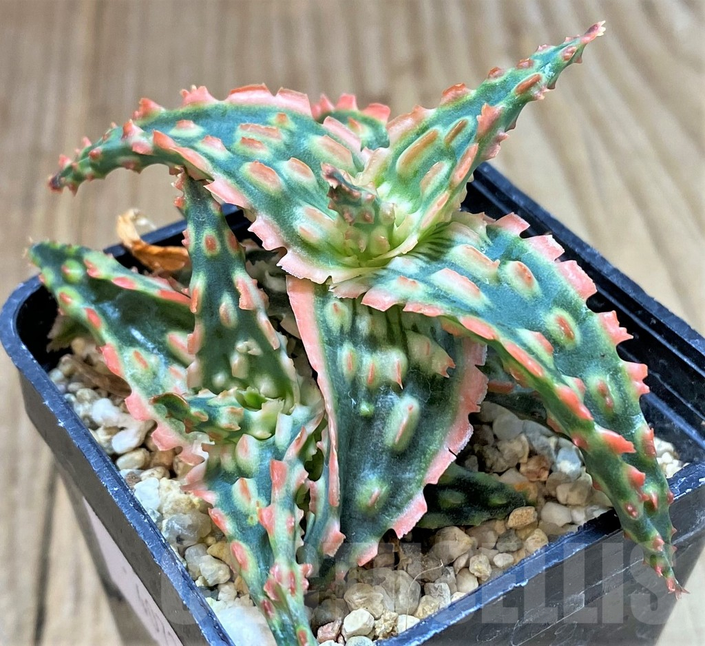 SHPR40732 Aloe TCT hybrid