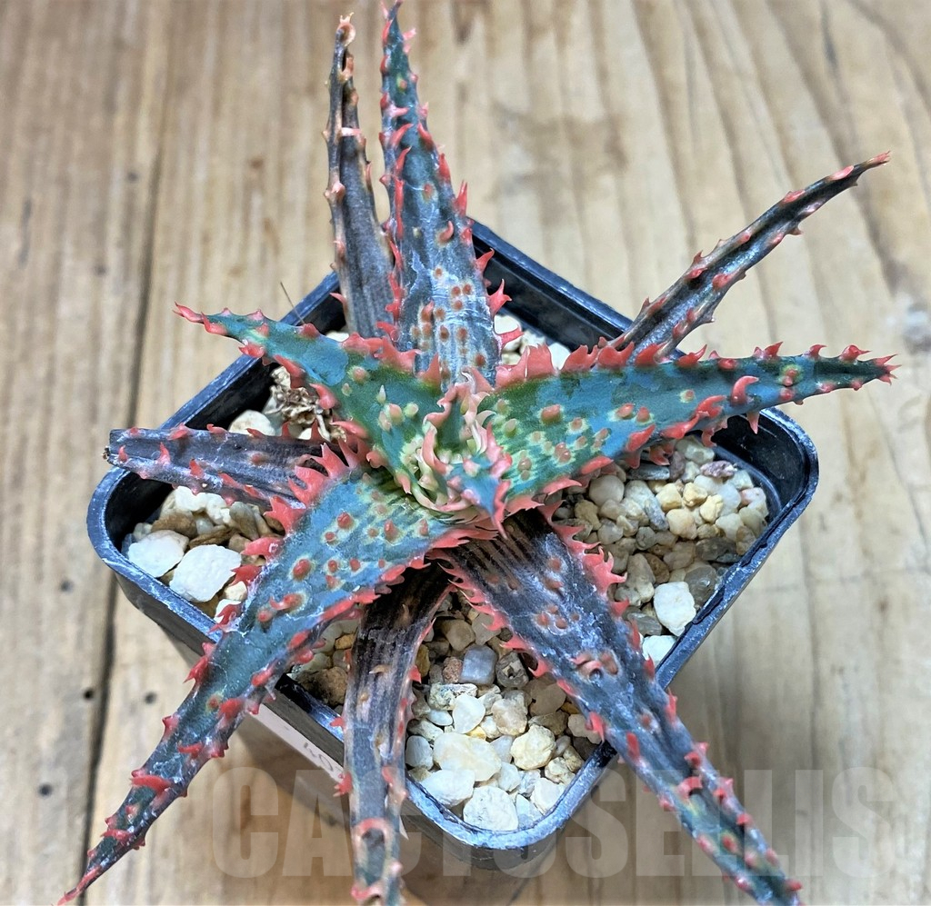 SHPR40733 Aloe TCT hybrid - Imagen 3