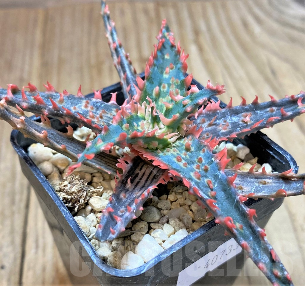 SHPR40733 Aloe TCT hybrid - Imagen 2