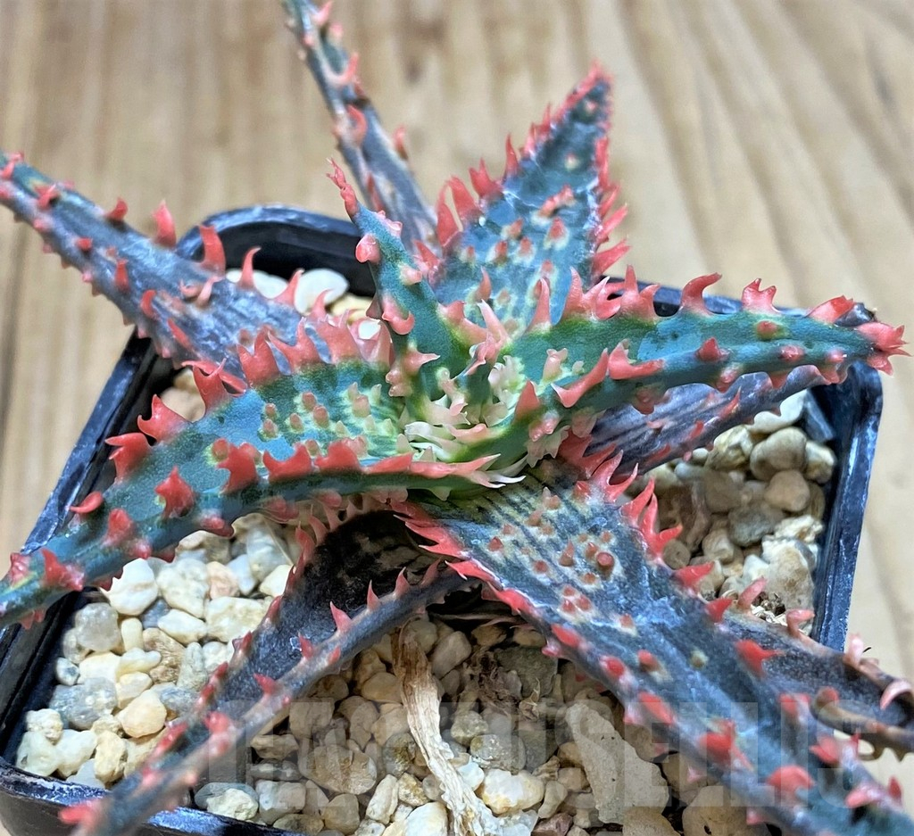 SHPR40733 Aloe TCT hybrid
