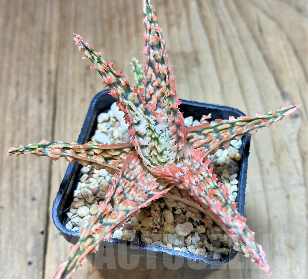 SHPR40734 Aloe TCT hybrid - Imagen 2