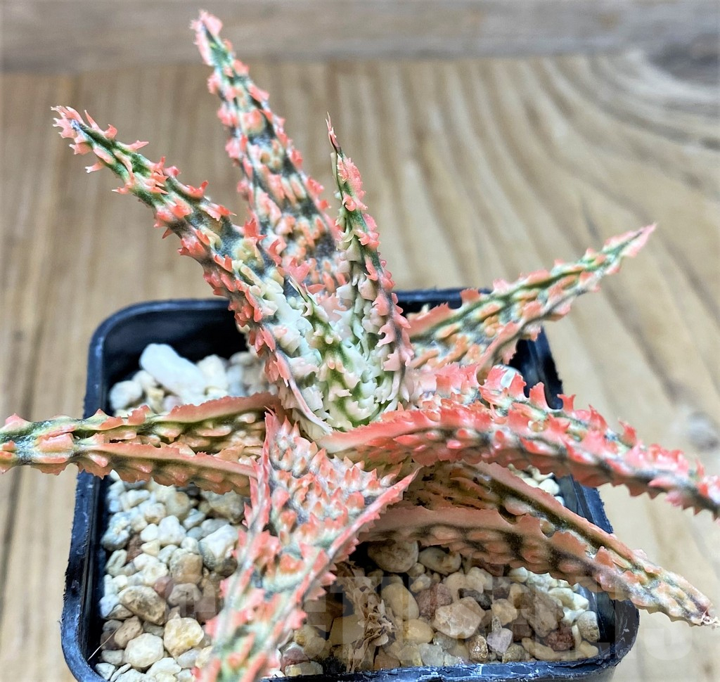 SHPR40734 Aloe TCT hybrid