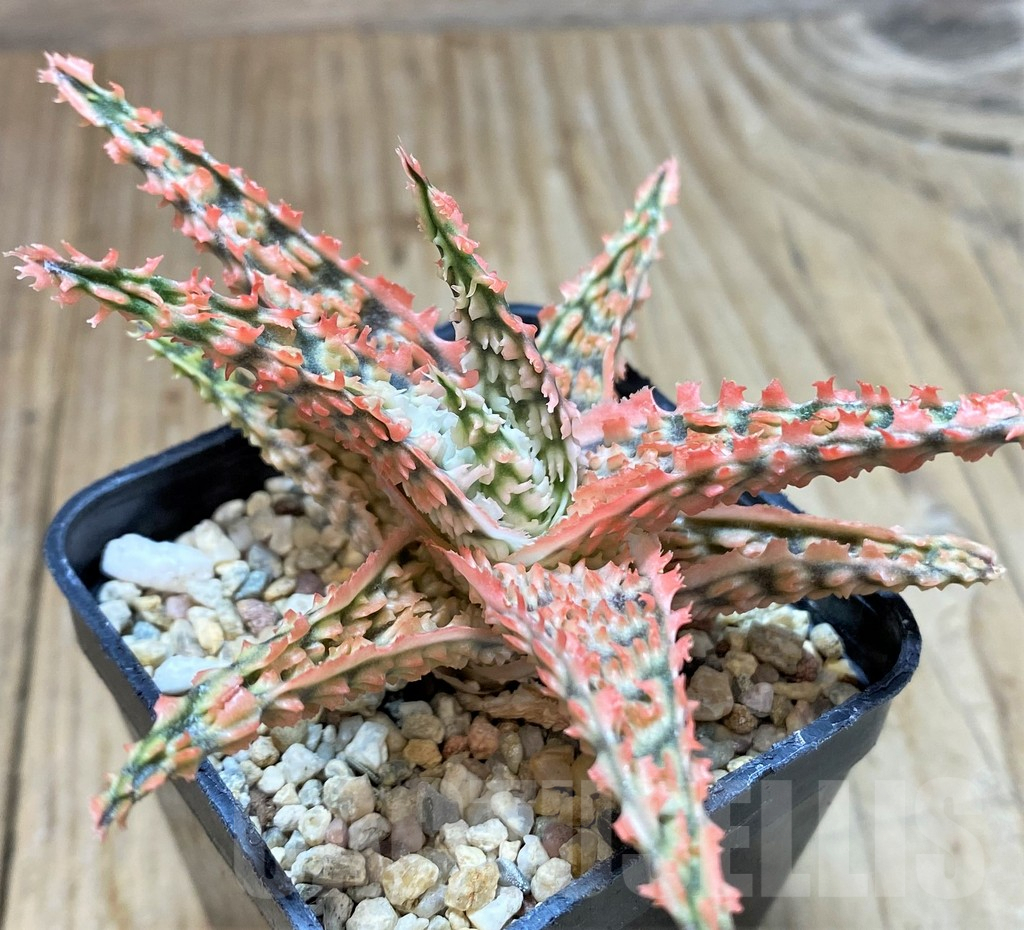 SHPR40734 Aloe TCT hybrid - Imagen 3