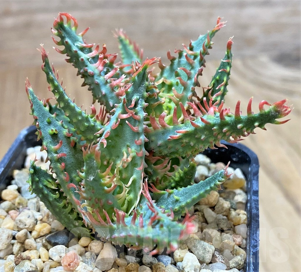 SHPR40735 Aloe TCT hybrid