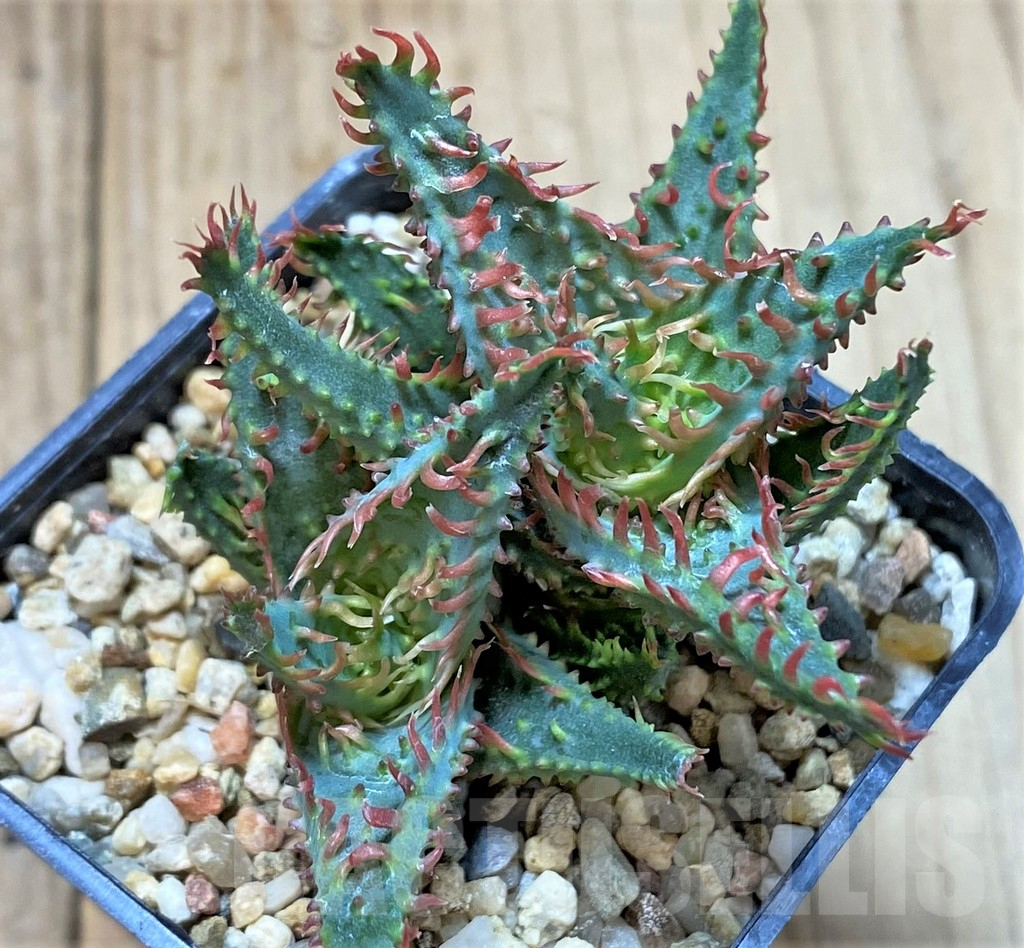 SHPR40735 Aloe TCT hybrid – Bild 2