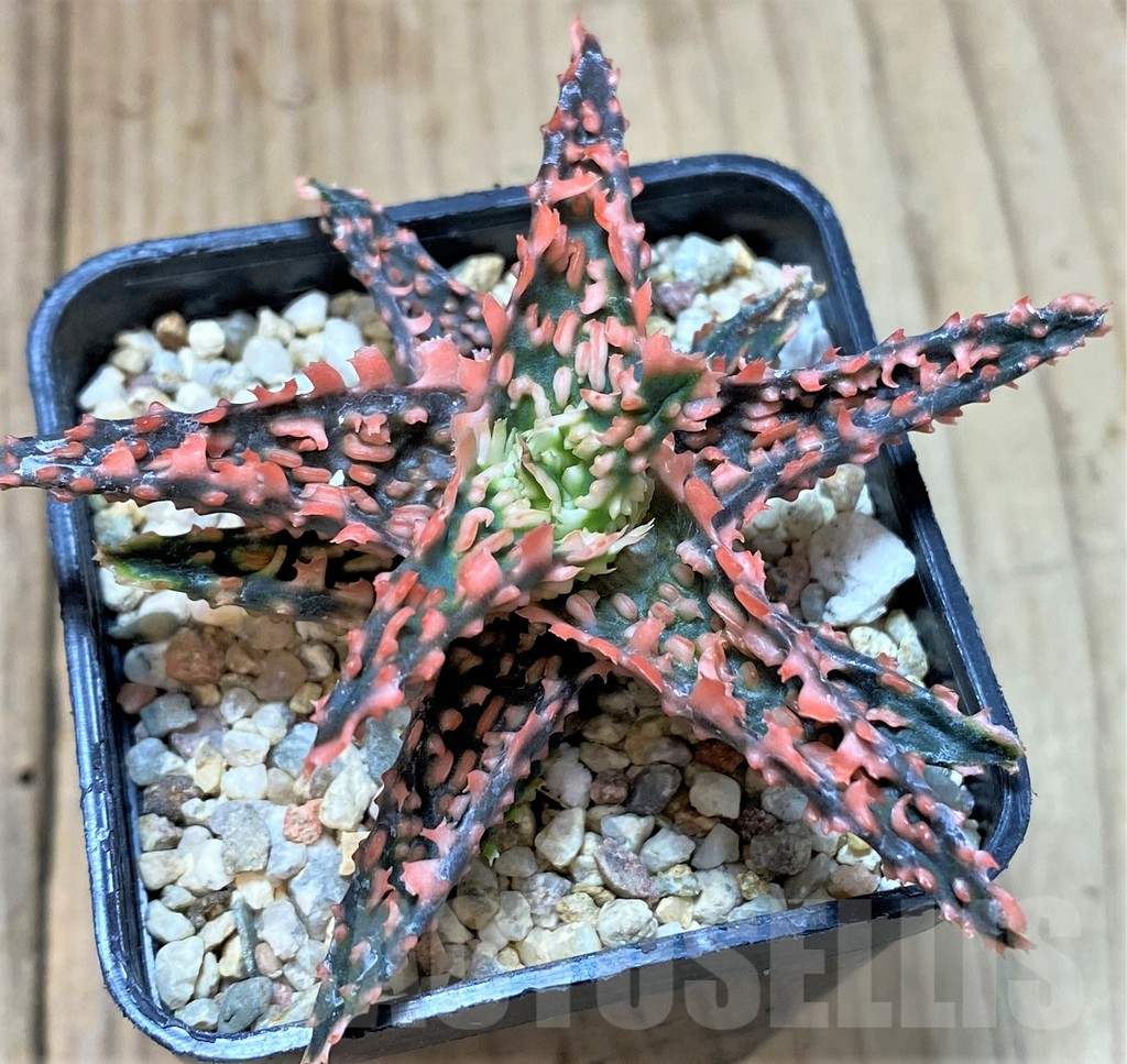 SHPR40736 Aloe TCT hybrid - immagine 2