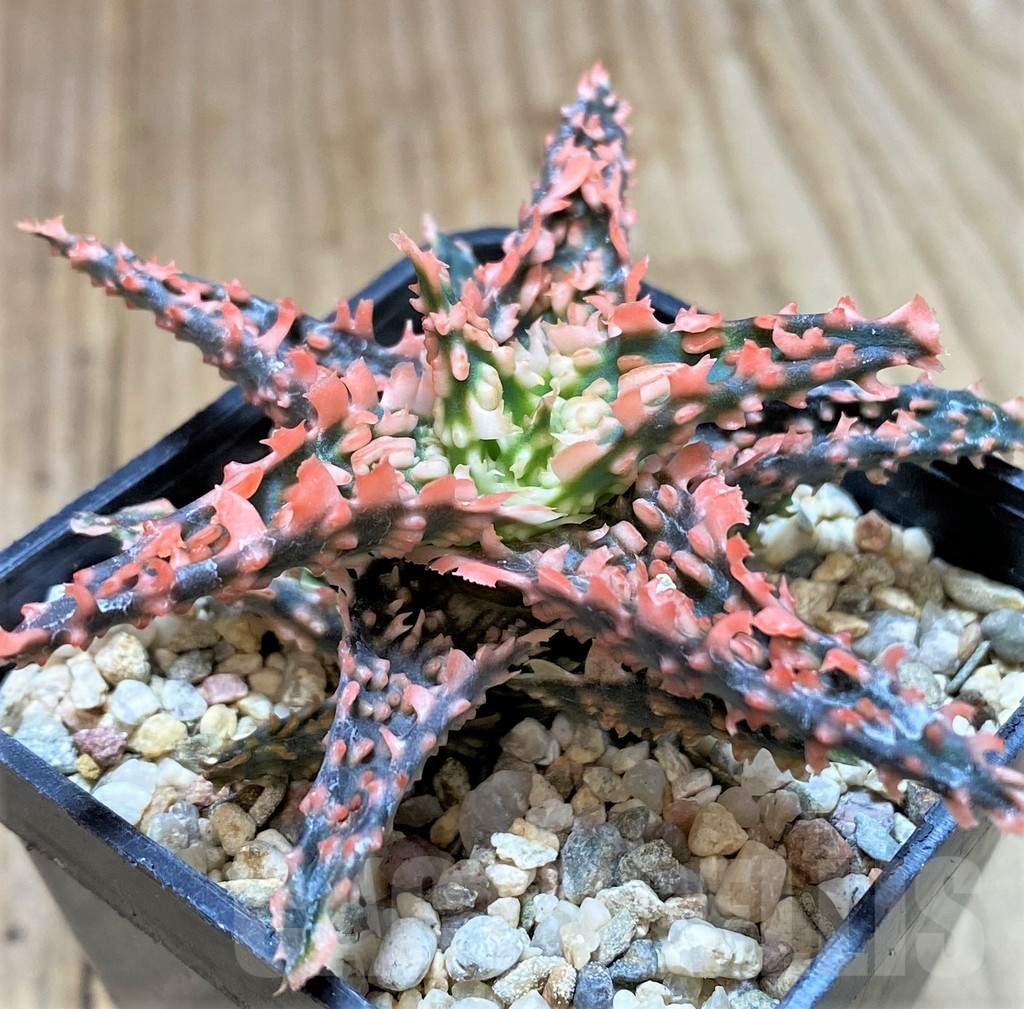 SHPR40736 Aloe TCT hybrid