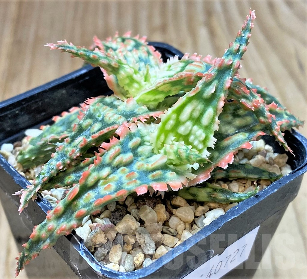 SHPR40727 Aloe TCT hybrid - Image 2