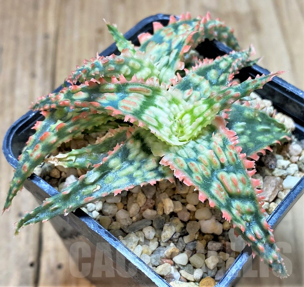 SHPR40727 Aloe TCT hybrid