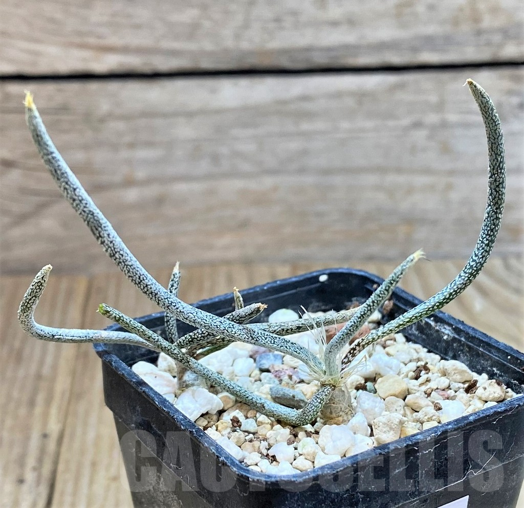 SHPR40748 Astrophytum caput-medusae - Imagen 2