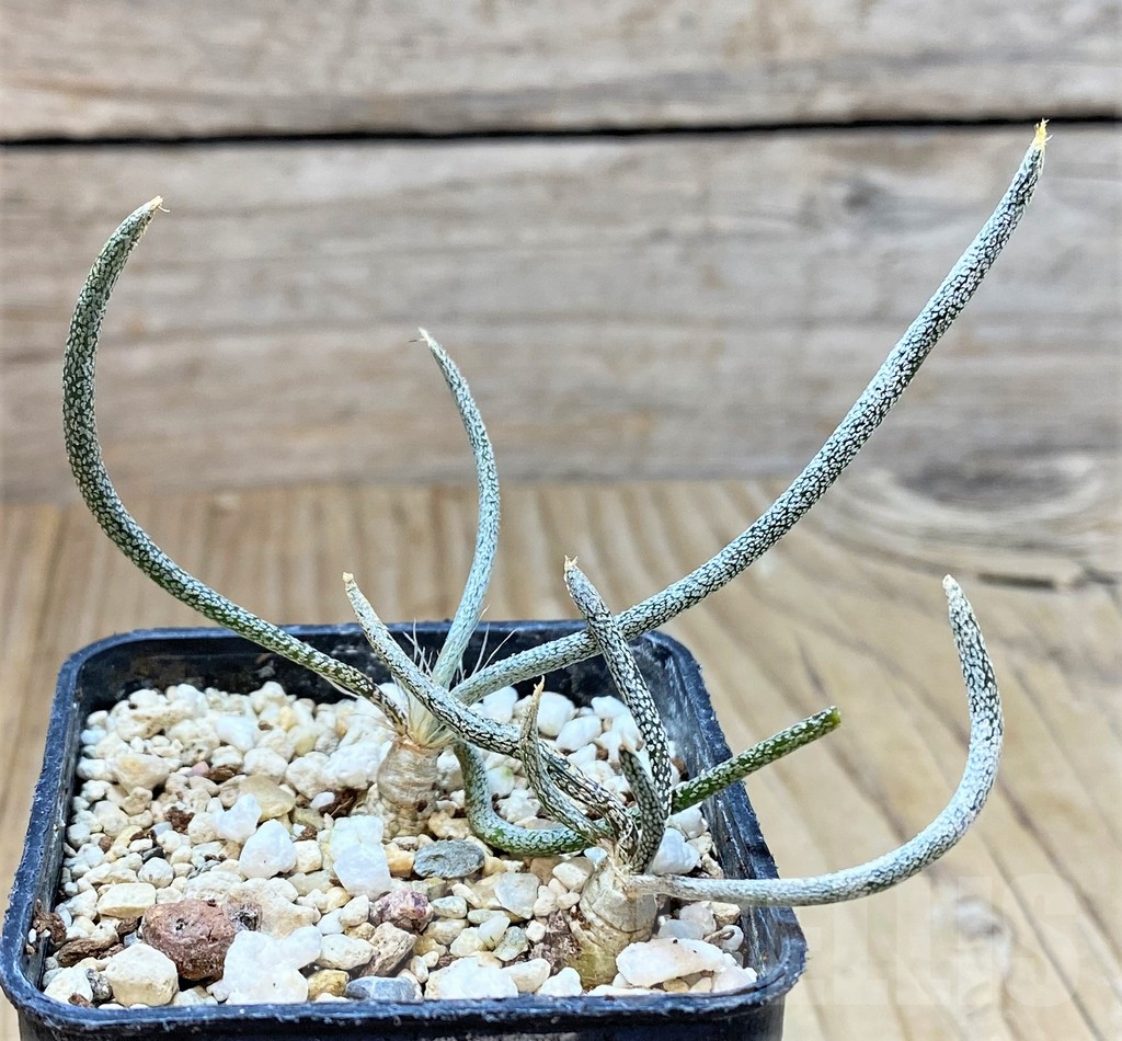 SHPR40748 Astrophytum caput-medusae