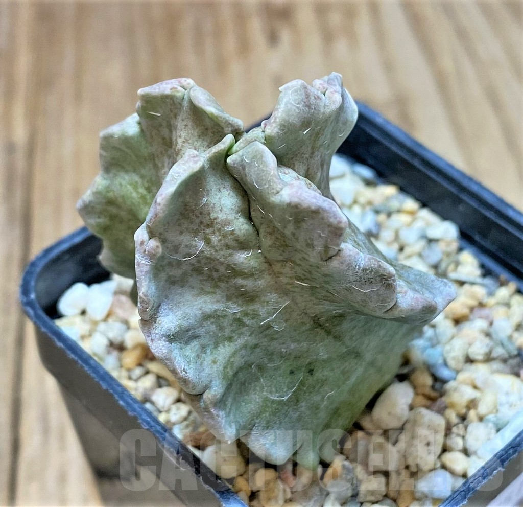 SHPR40751 Whitesloanea crassa - Imagen 2