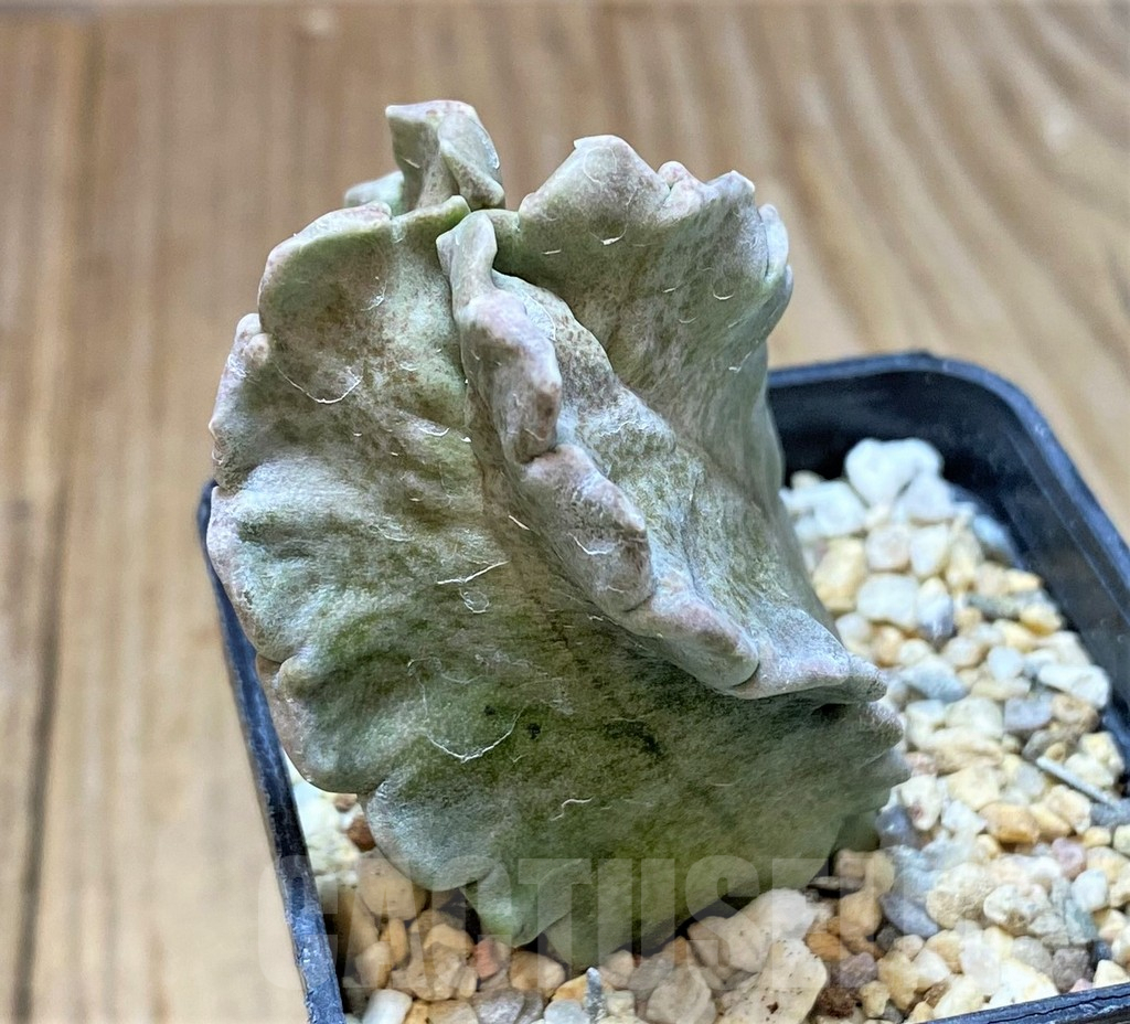 SHPR40751 Whitesloanea crassa