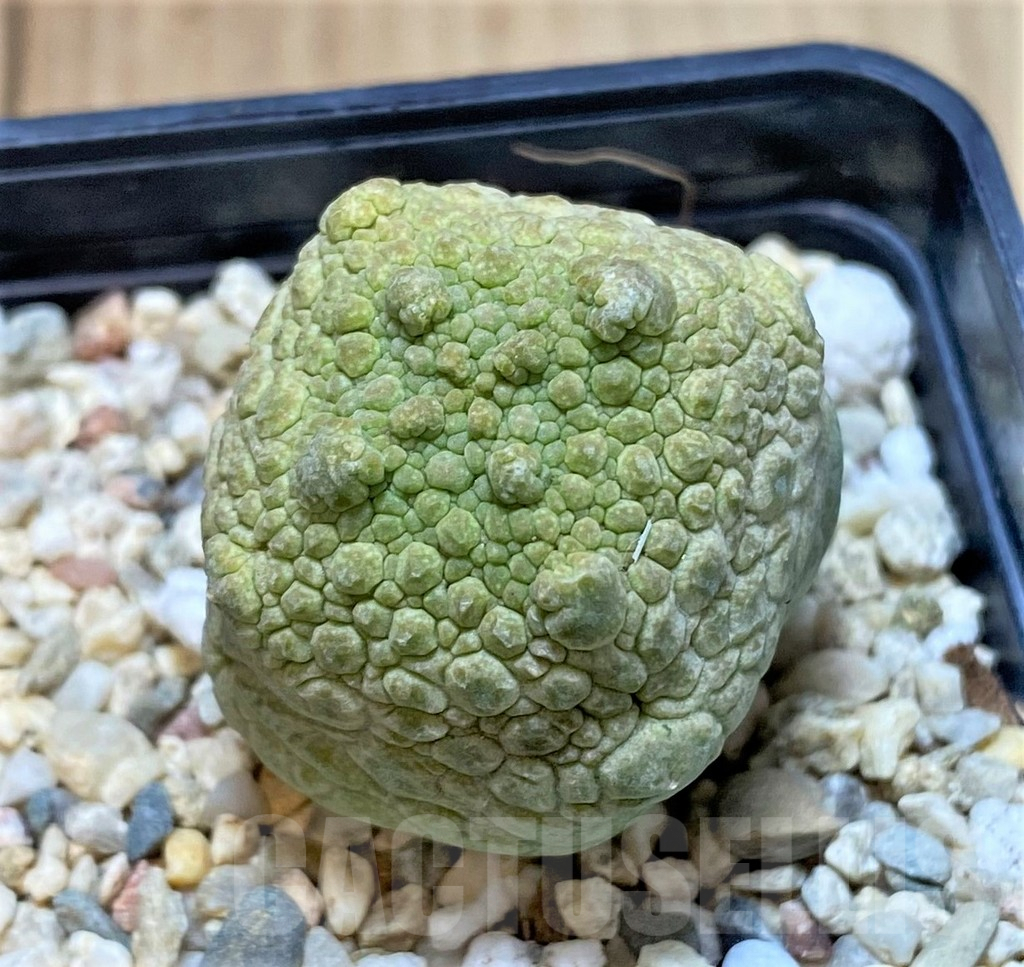 SHPR40752 Pseudolithos cubiformis