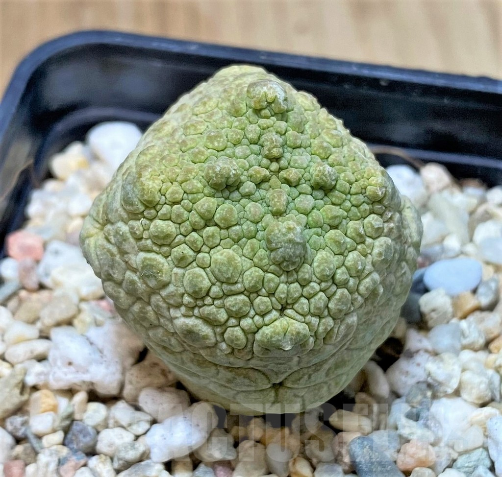 SHPR40752 Pseudolithos cubiformis - 画像 (2)