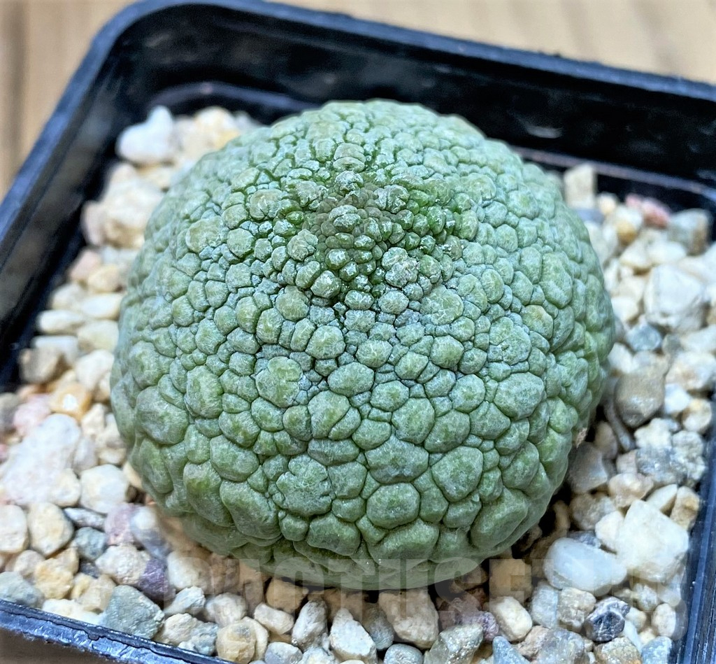 SHPR40753 Pseudolithos migiurtinus