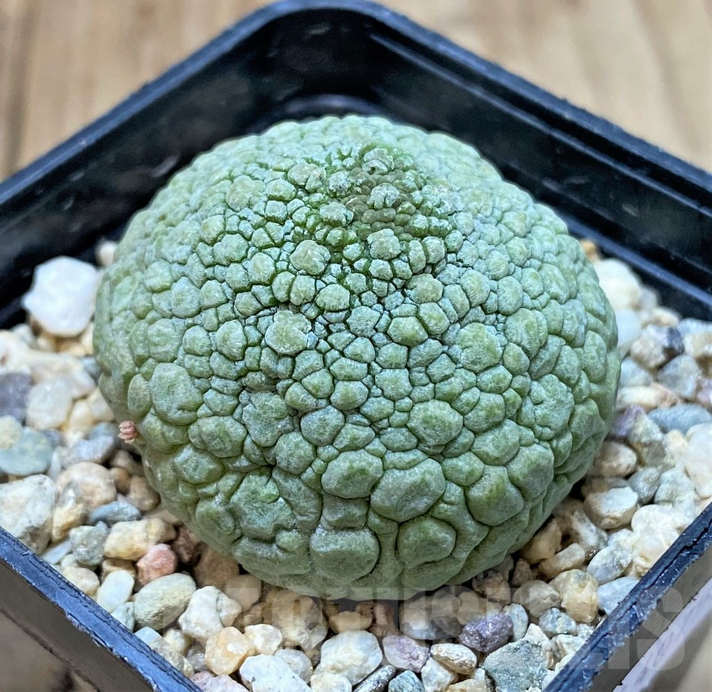 SHPR40753 Pseudolithos migiurtinus - Image 2