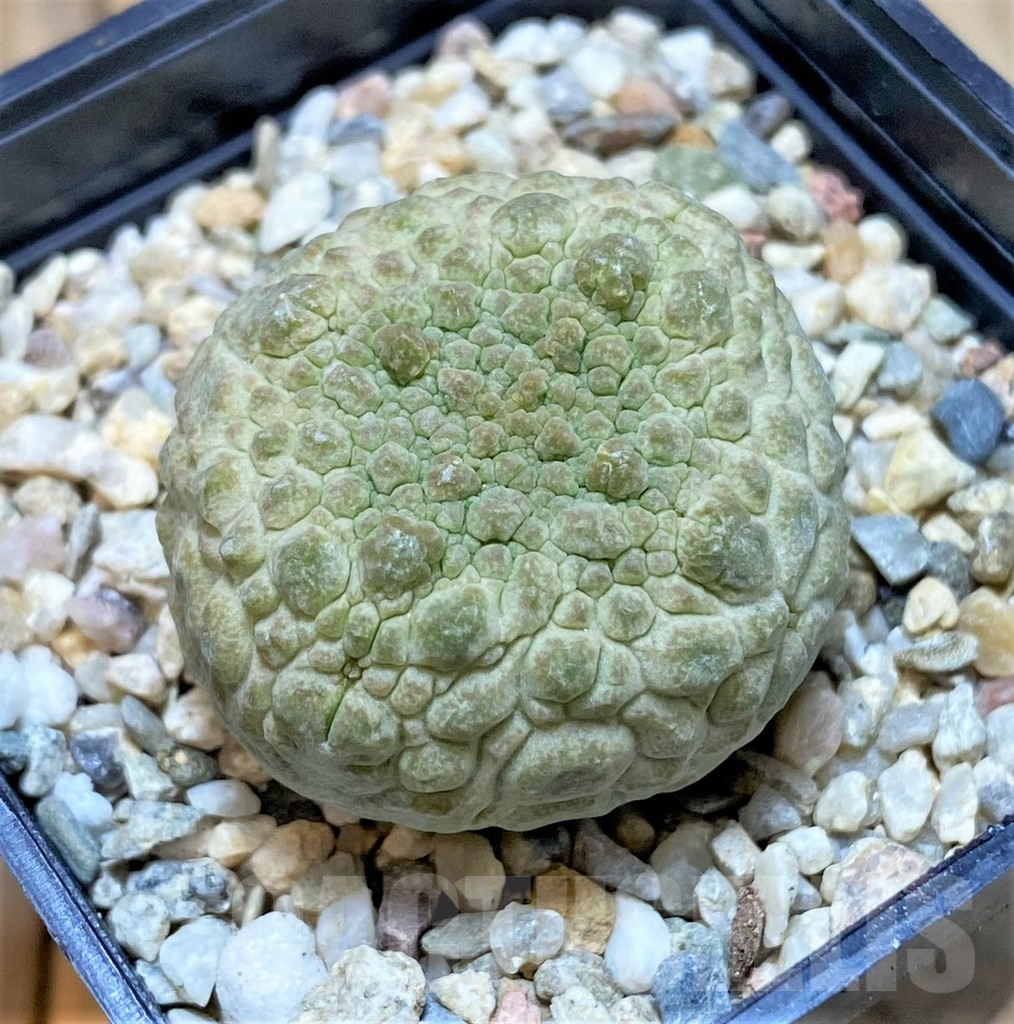 SHPR40754 Pseudolithos cubiformis