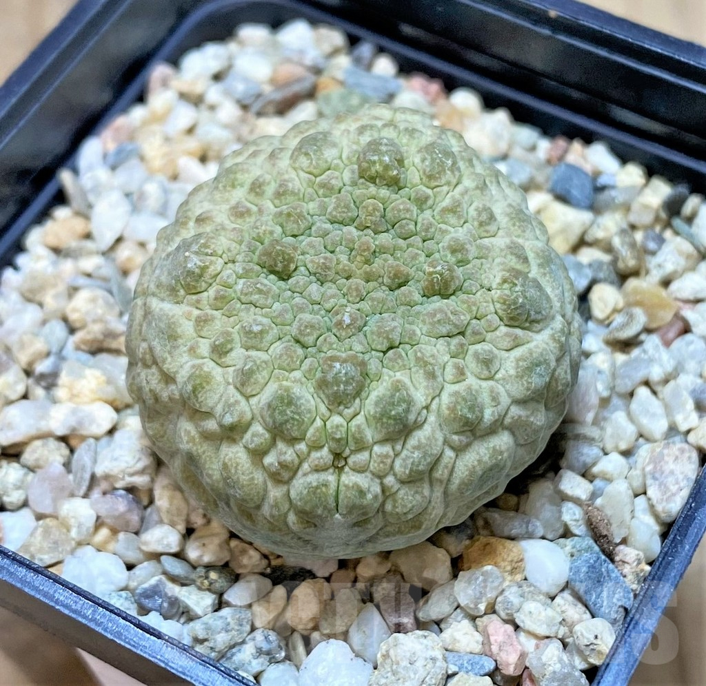 SHPR40754 Pseudolithos cubiformis - Image 2