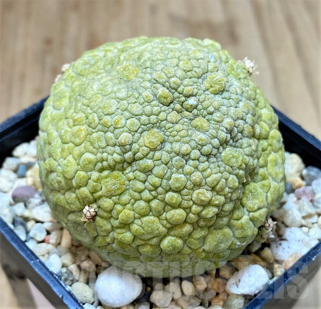 SHPR40755 Pseudolithos migiurtinus