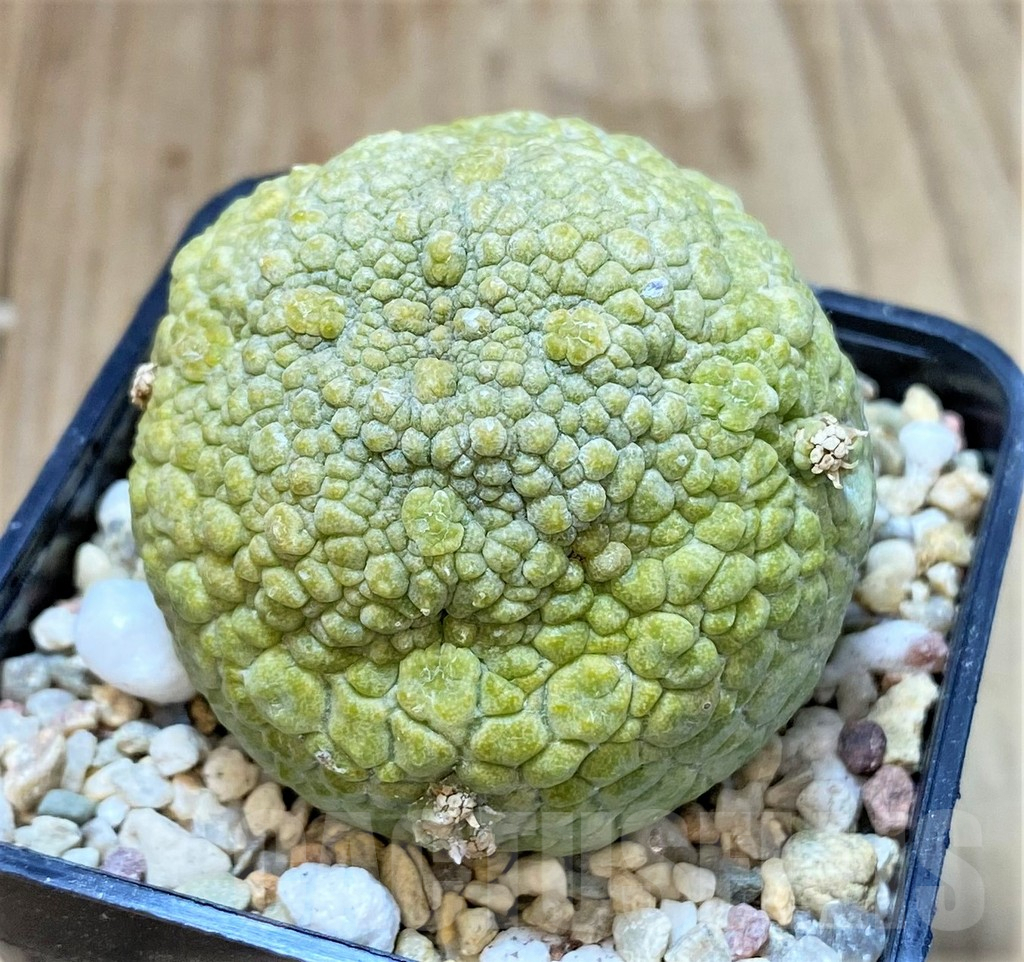 SHPR40755 Pseudolithos migiurtinus - Image 2