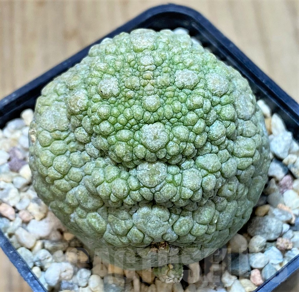 SHPR40756 Pseudolithos migiurtinus