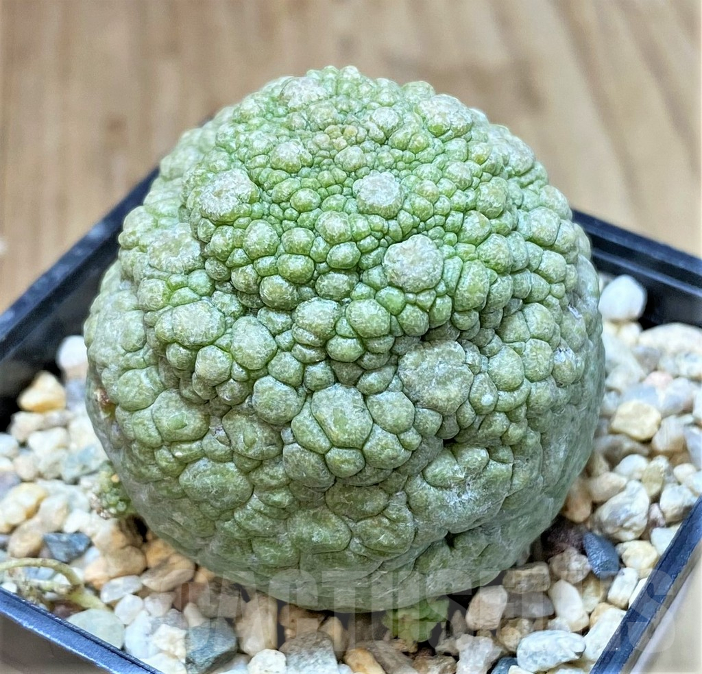 SHPR40756 Pseudolithos migiurtinus - Image 2