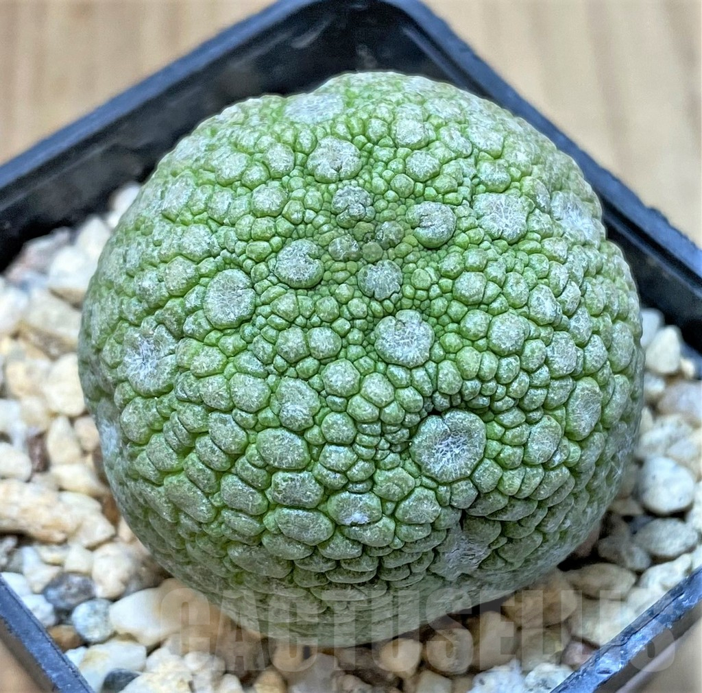 SHPR40757 Pseudolithos migiurtinus