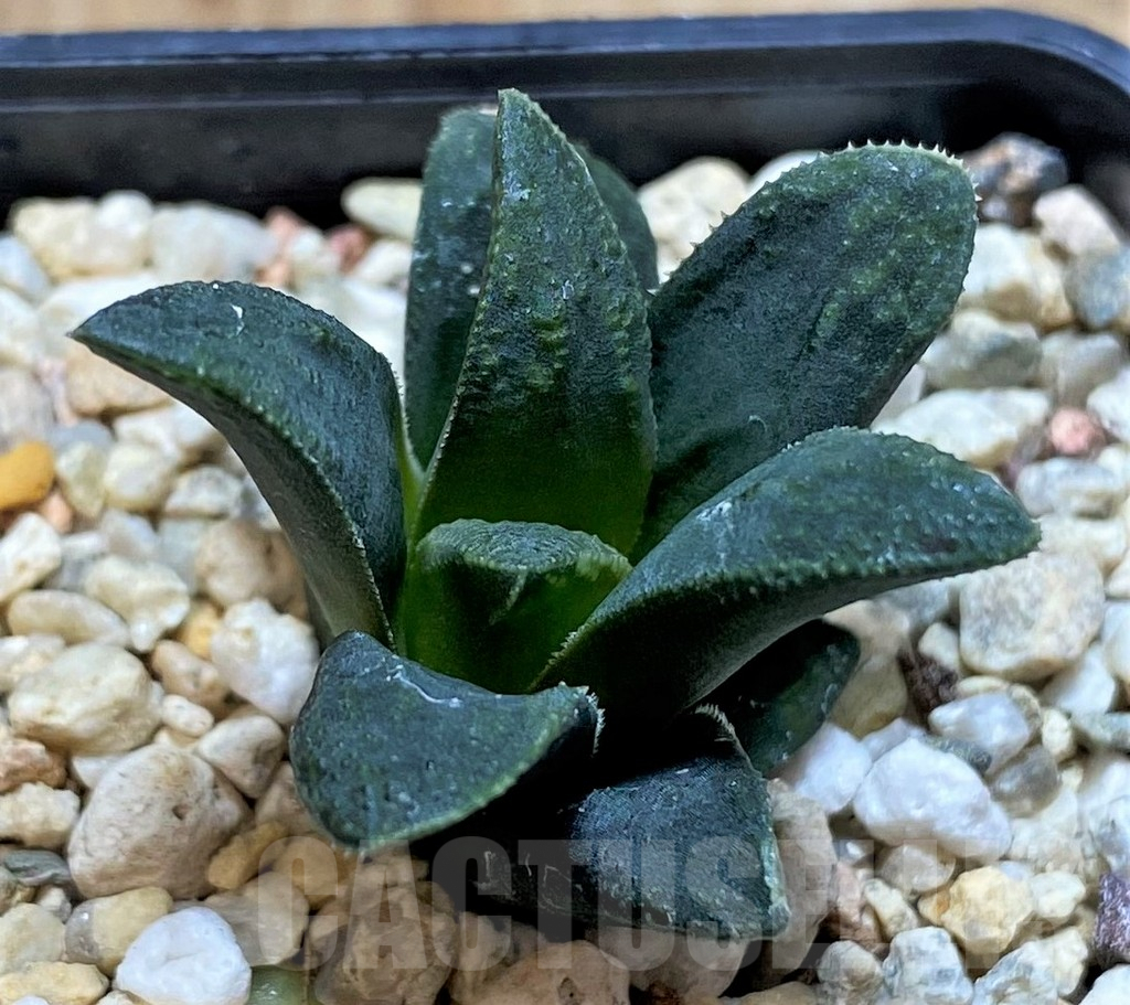 SHPR40887 Haworthia atrofusca hybrid