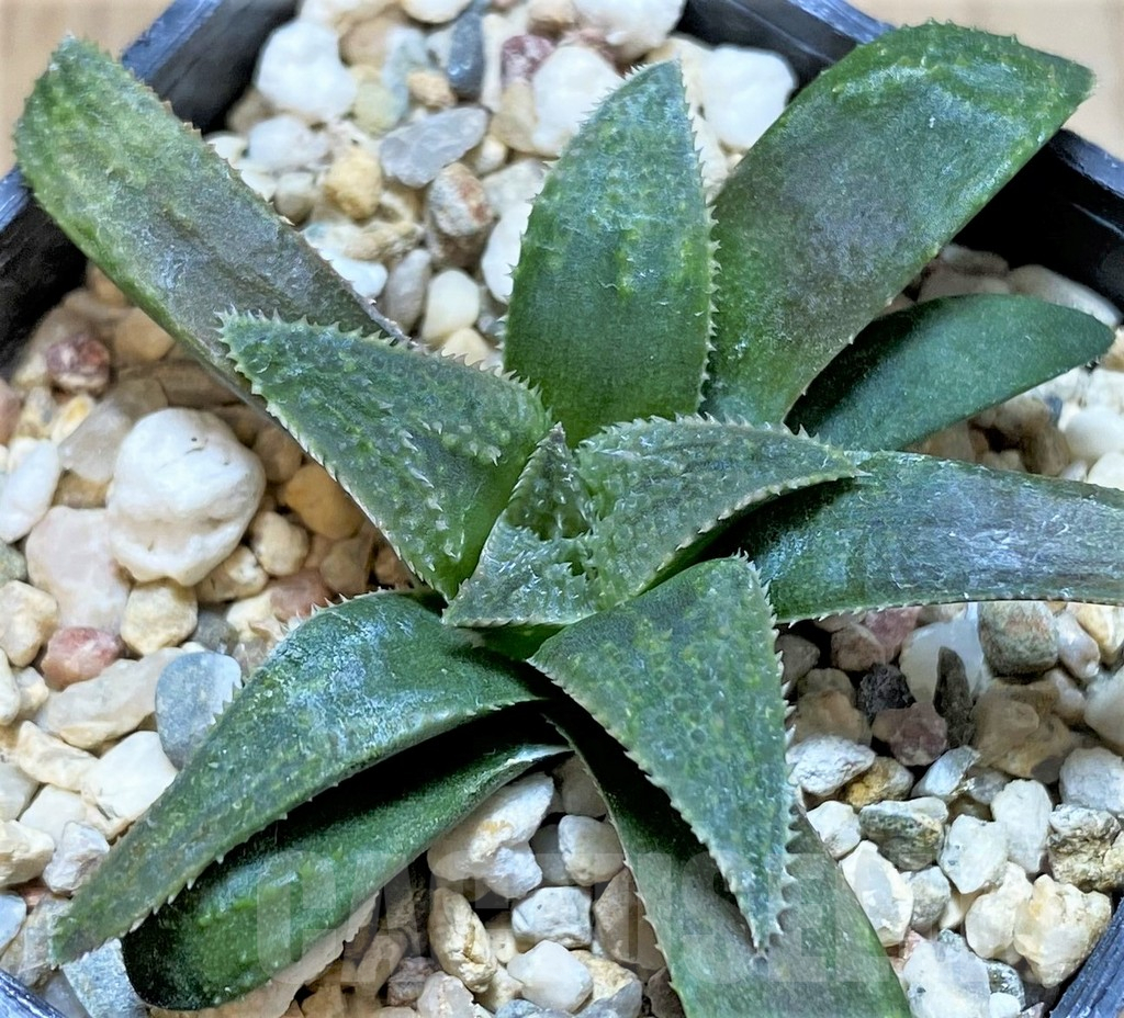 SHPR40890 Haworthia parksiana hybrid - Image 2