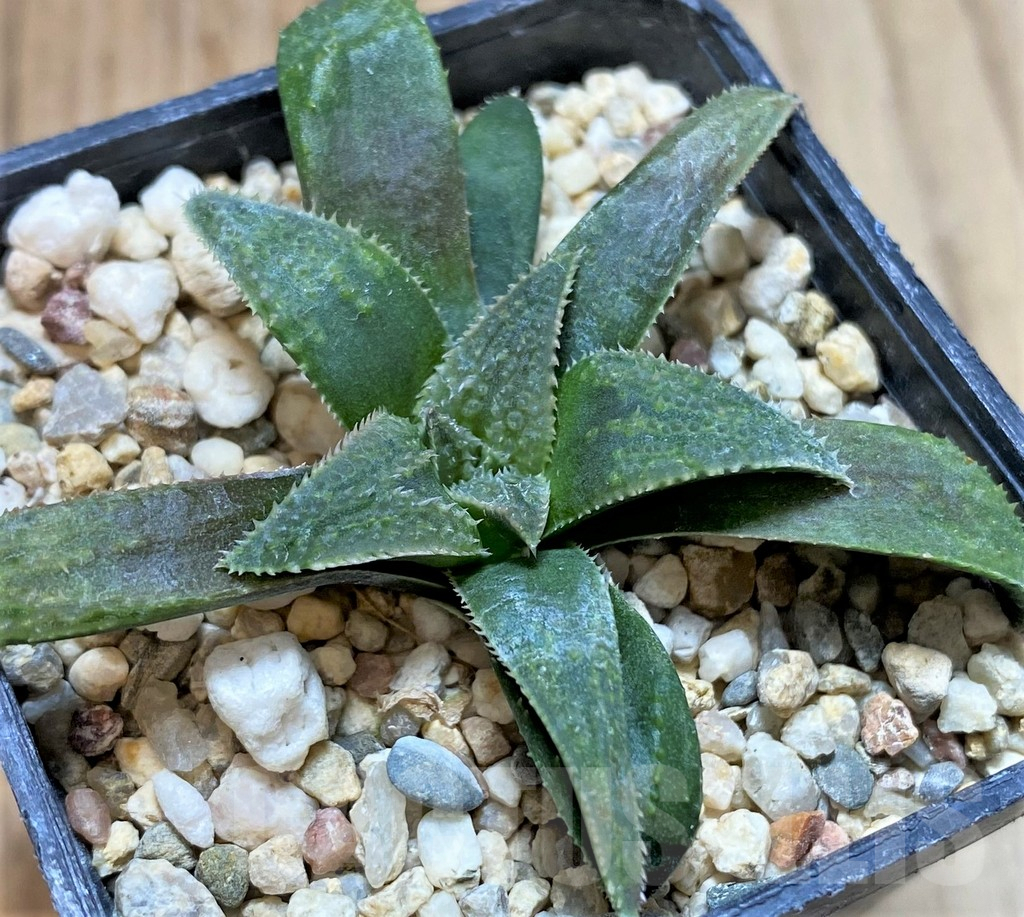 SHPR40890 Haworthia parksiana hybrid