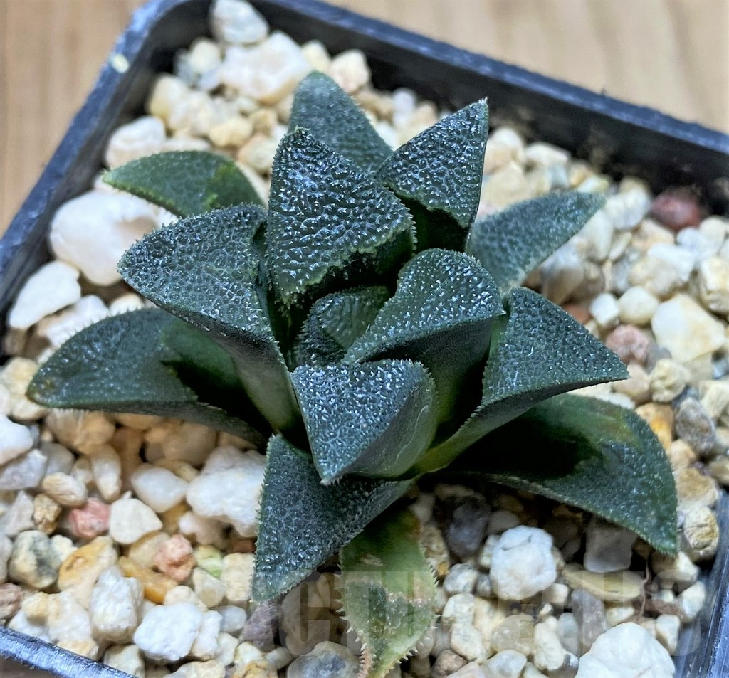 SHPR40891 Haworthia magnifica v. atrofusca - Image 2
