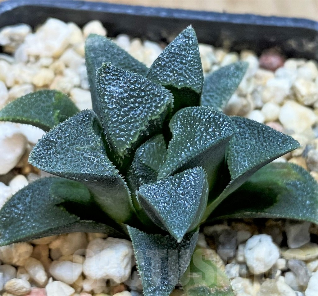 SHPR40891 Haworthia magnifica v. atrofusca