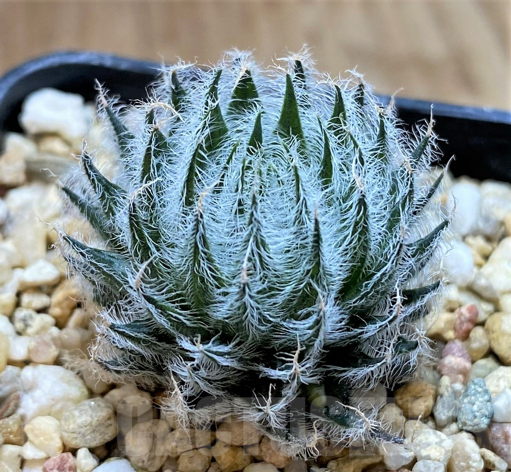 SHPR40894 Haworthia odetteae -De Rust-