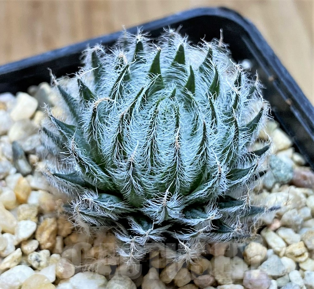 SHPR40894 Haworthia odetteae -De Rust- - Image 2