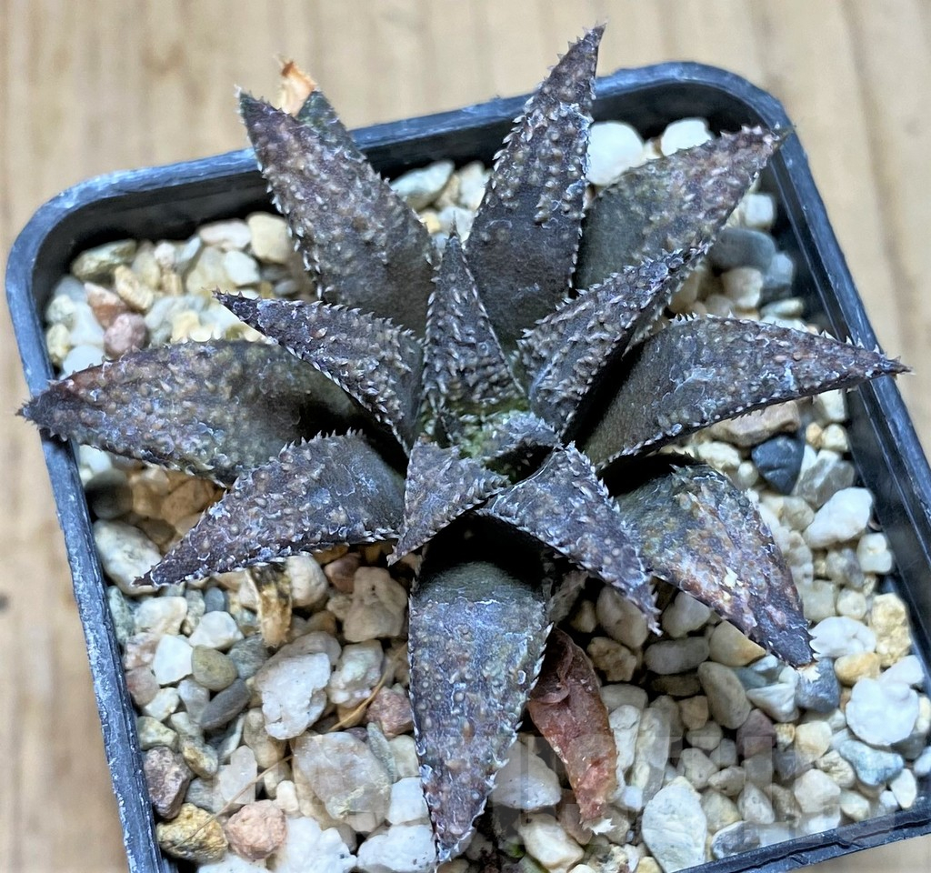 SHPR40895 Haworthia wimii x koelmaniorum x Haworthia 'Kintaikyo', seedling - Image 2
