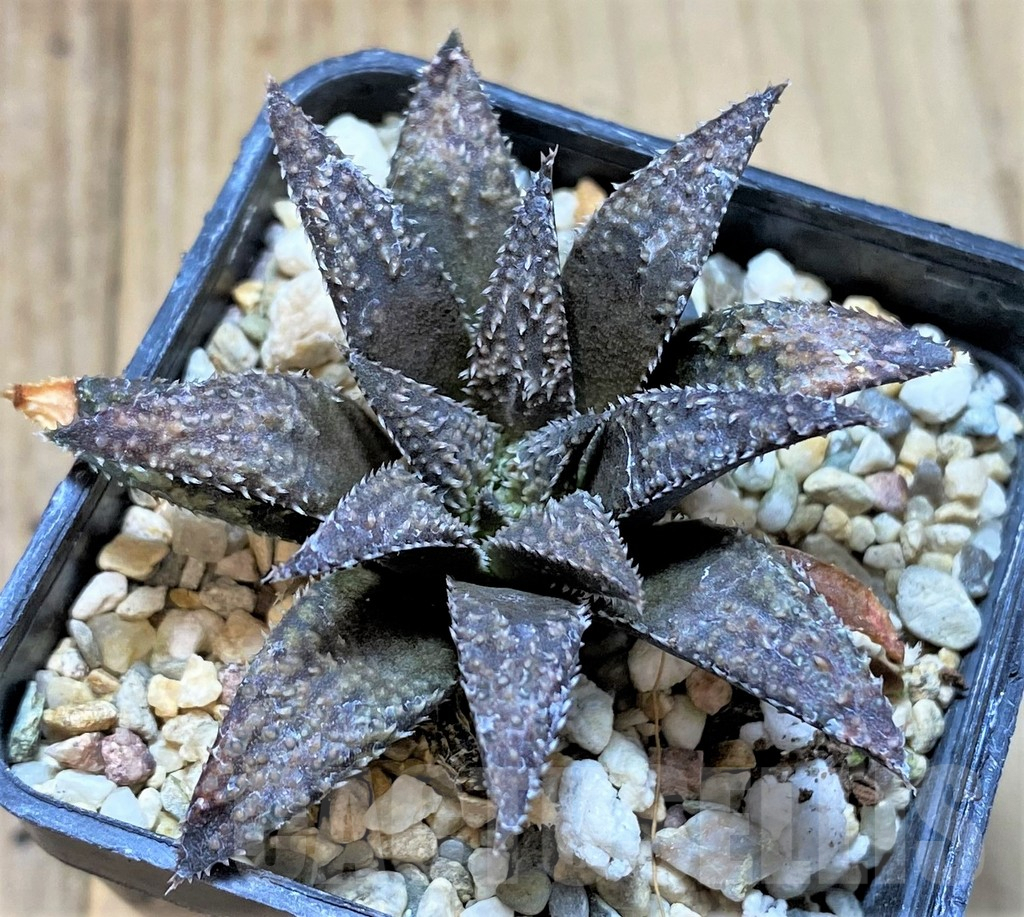 SHPR40895 Haworthia wimii x koelmaniorum x Haworthia 'Kintaikyo', seedling