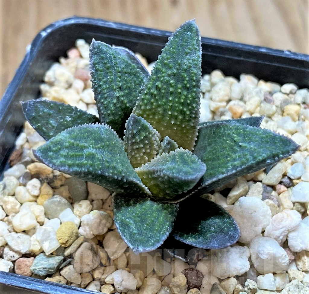 SHPR40896 Haworthia pygmaea x scabra - Imagen 2
