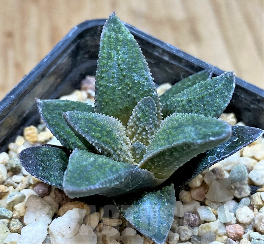 SHPR40896 Haworthia pygmaea x scabra