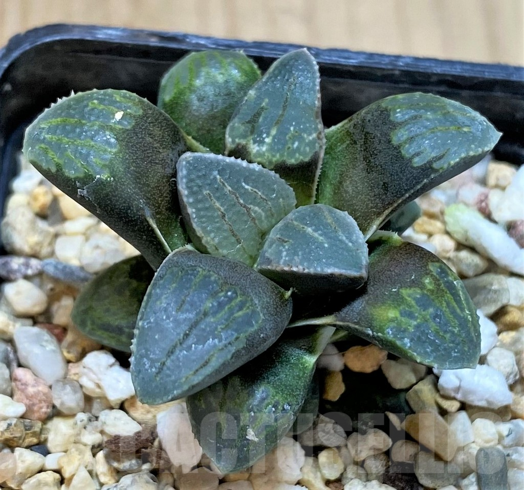 SHPR40899 Haworthia 'Kuroshima Dekenahii' hybrid, seedling