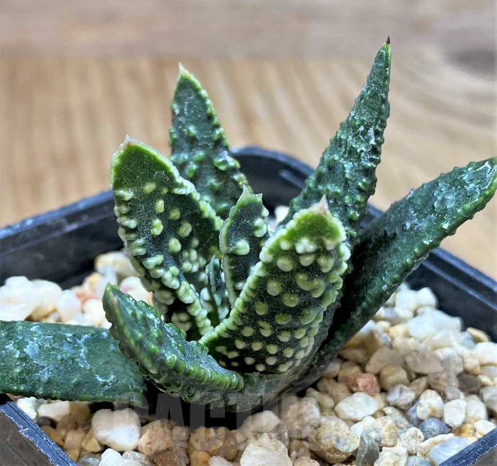 SHPR40902 Haworthia pumila 'Donut', seedling - Obrázek 2