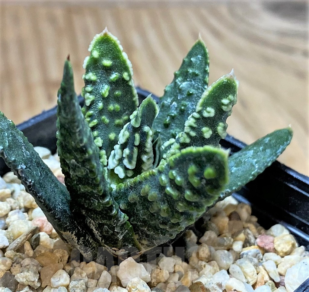 SHPR40902 Haworthia pumila 'Donut', seedling - Obrázek 3