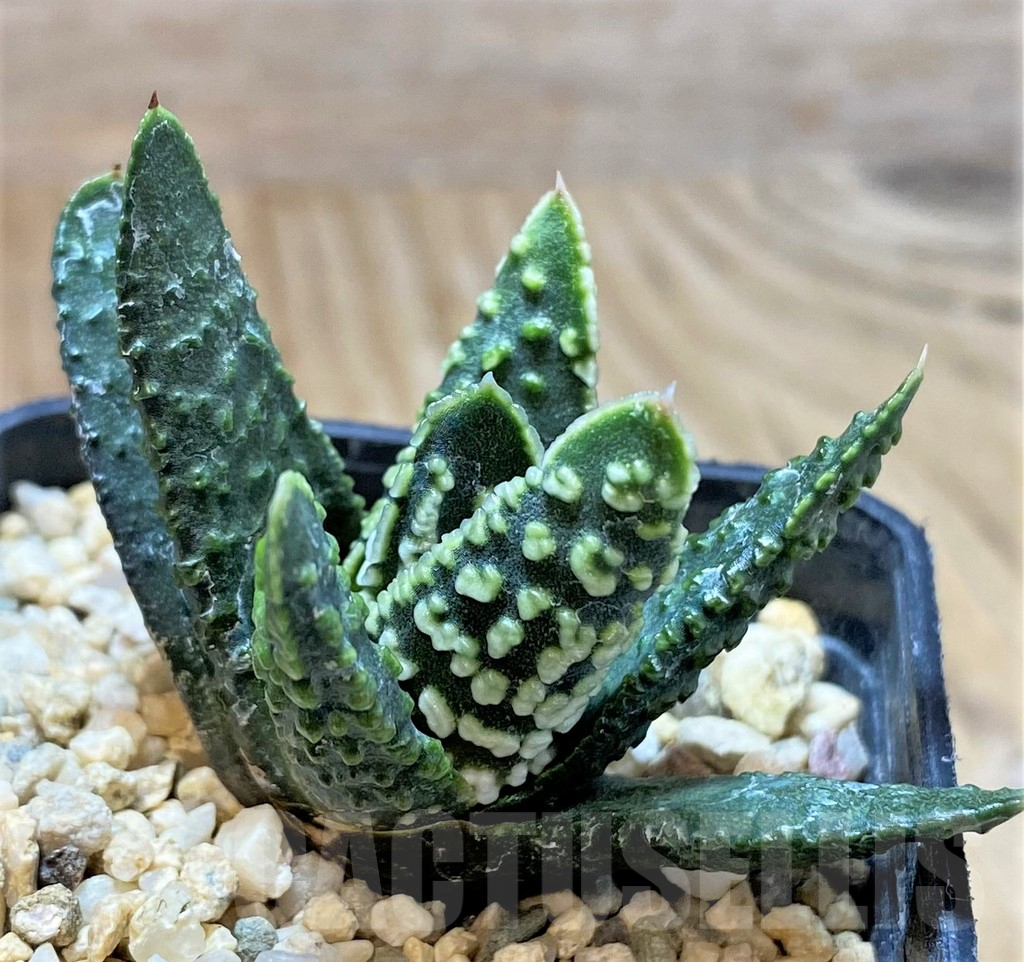 SHPR40902 Haworthia pumila 'Donut', seedling