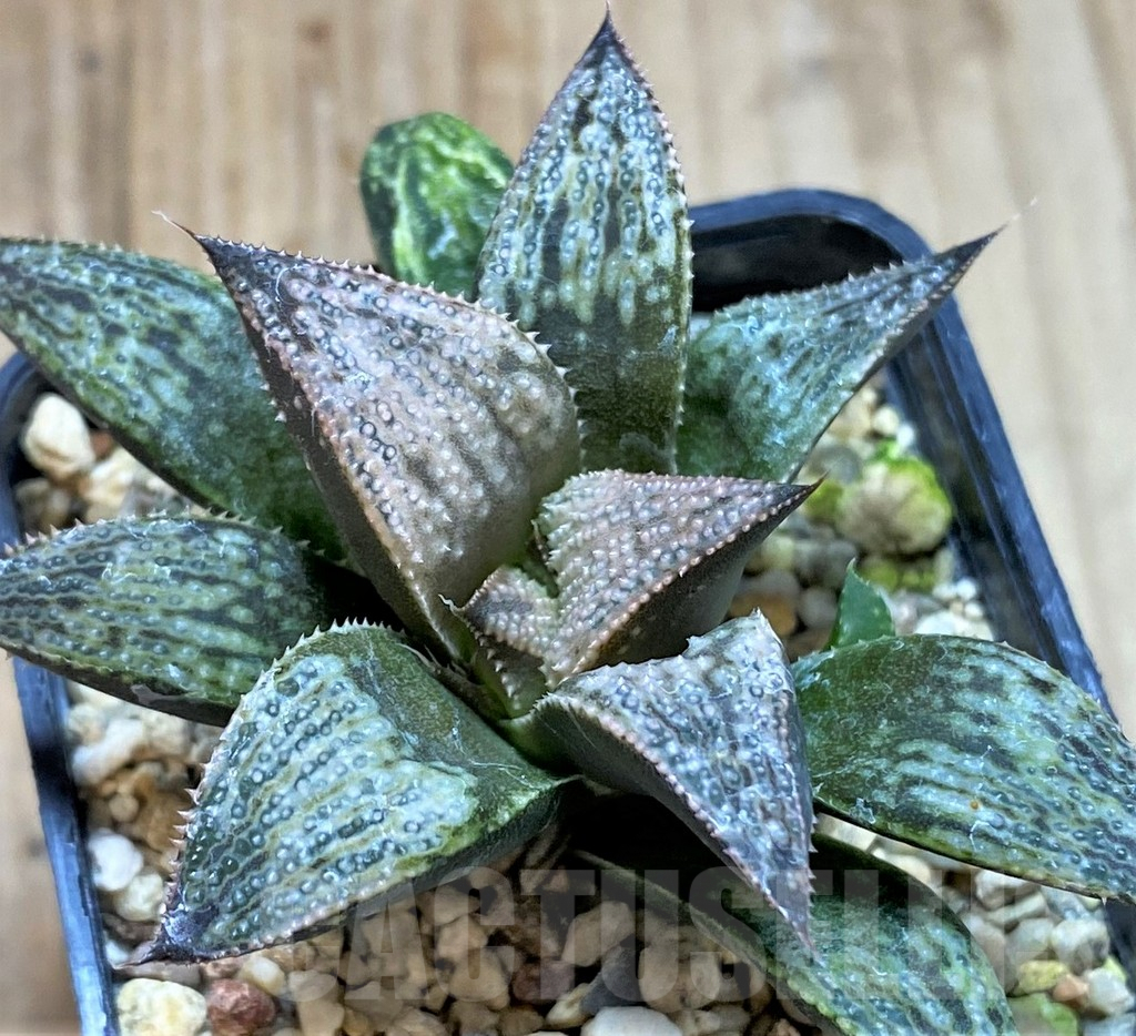 SHPR40855 Haworthia splendens 'Princess Kazunomiya'