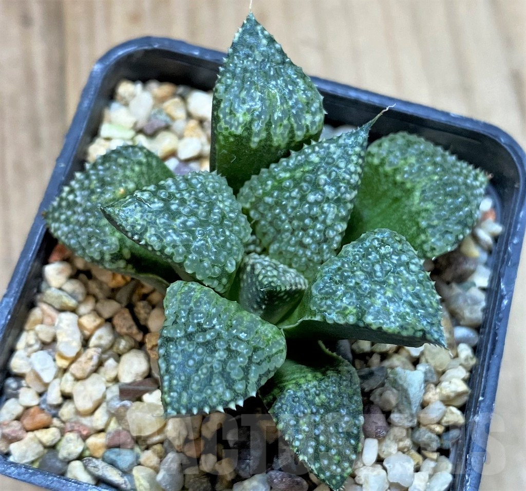 SHPR40856 Haworthia picta -Japan- - Image 2