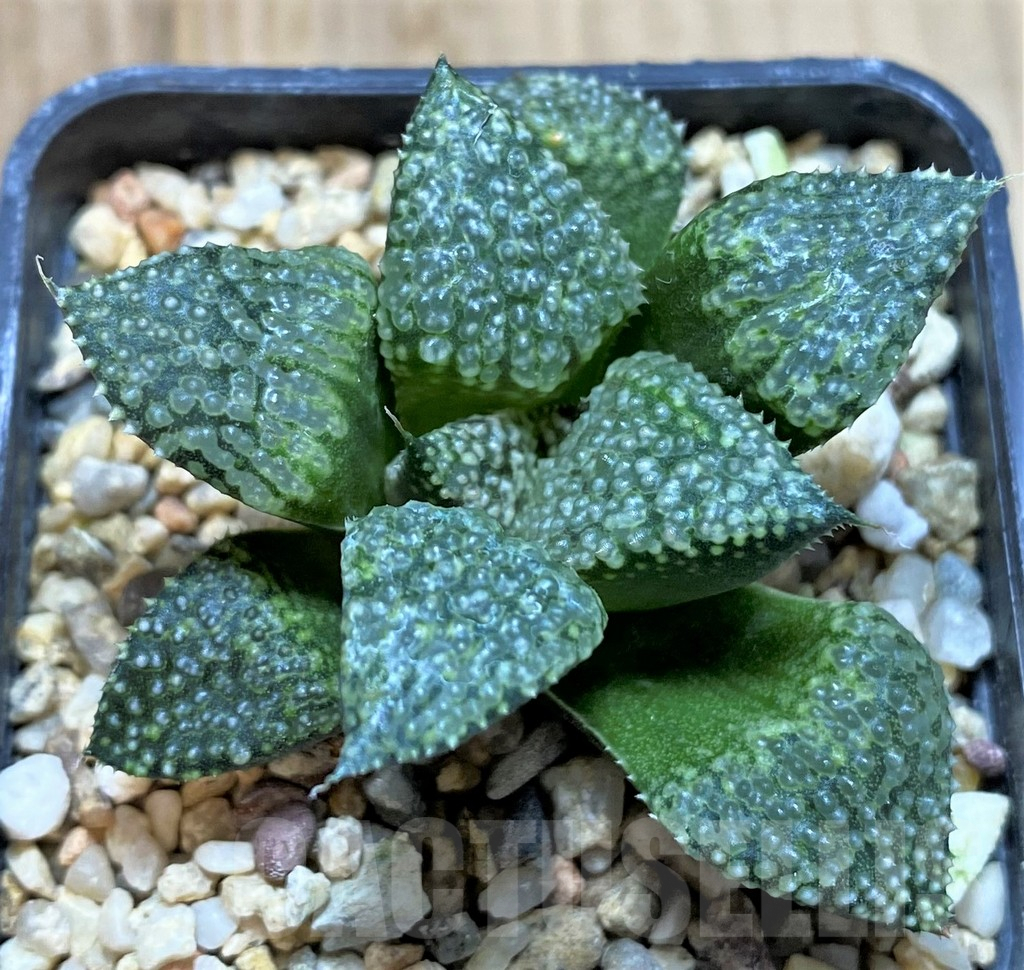 SHPR40856 Haworthia picta -Japan-