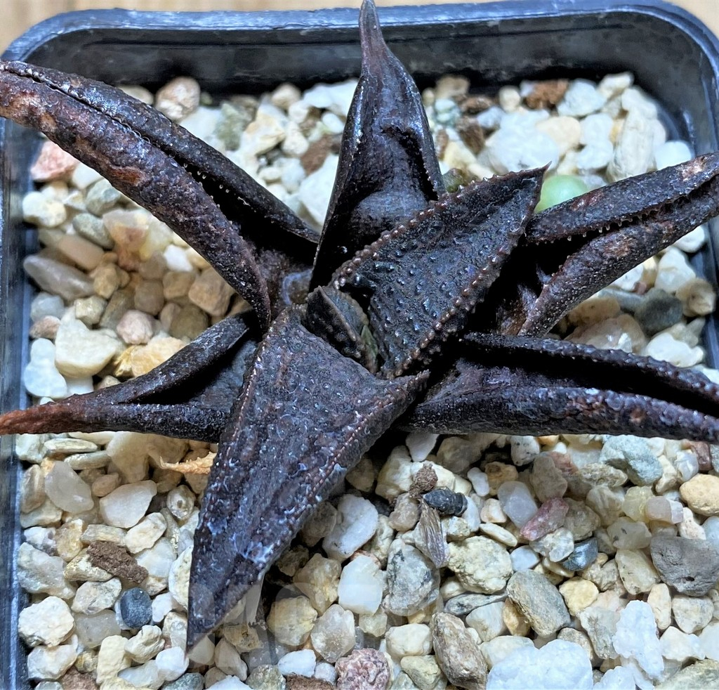 SHPR40857 Haworthia koelmaniorum - Image 2