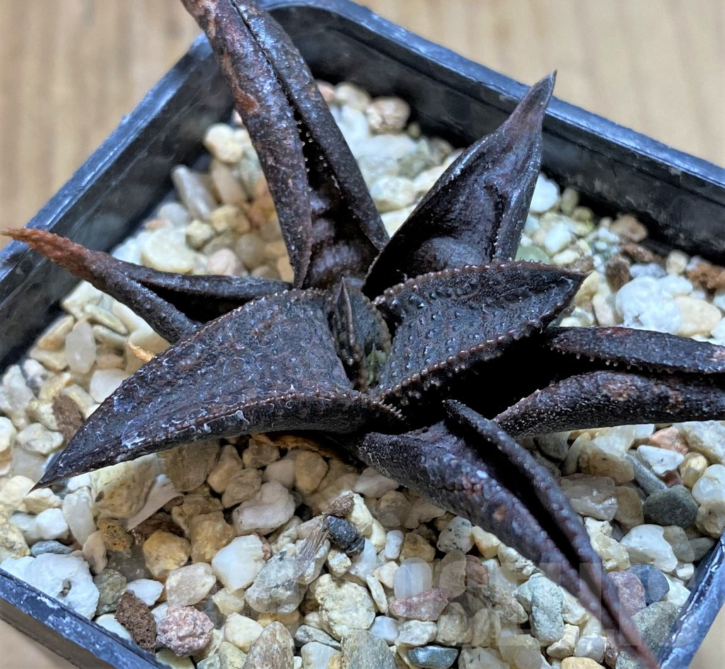 SHPR40857 Haworthia koelmaniorum